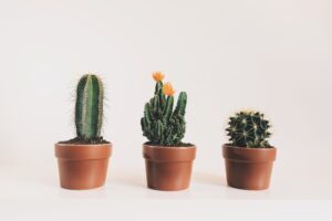 Plantas para oficina Cactus